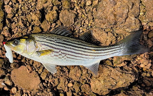 Lures