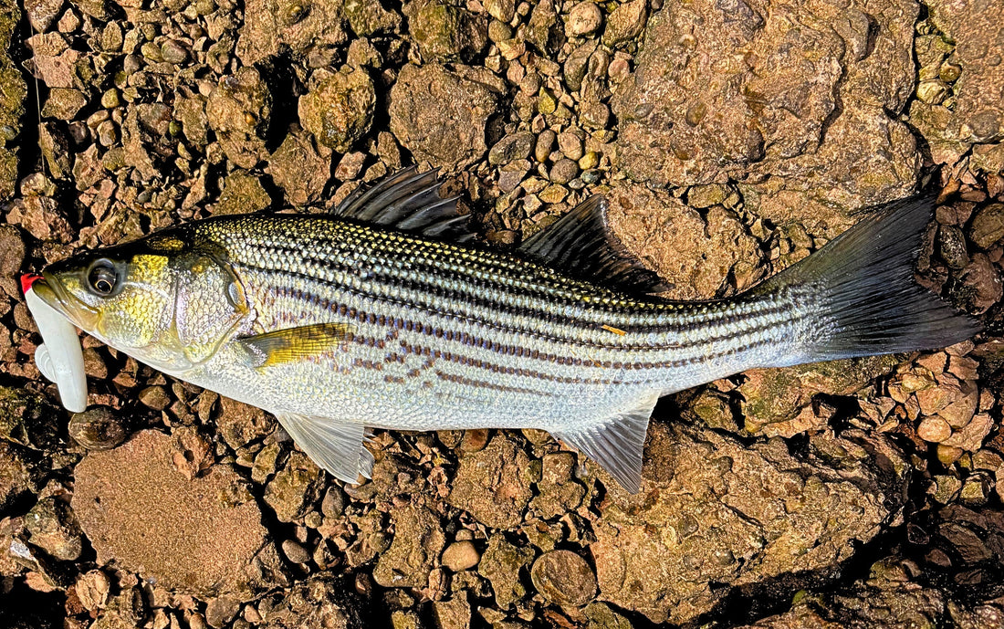 Lures